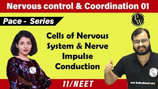 Nervous Control amp Coordination 01  Cells of Nervous System amp NerveI Impulse Conduction  11  NEET [upl. by Ttemme]