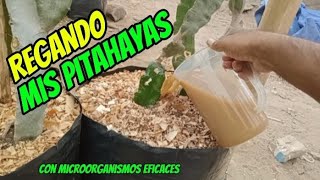 💥💥Como hacer el RIEGO de tus PITAHAYAS 🐉 EN MACETAS❓cultivodepitahaya sembrarenmacetas riego [upl. by Annaynek768]