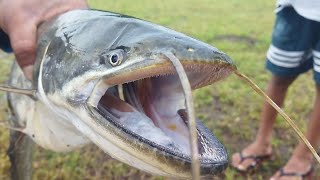 Big Monster wallago attu catfish hunting monster lachi big patan fish catchining Gandhinagar Daim [upl. by Ocirled]