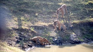 Kabini Tiger Sighting  Stunning 3 Tigers  Tigers in Action [upl. by Vallie484]