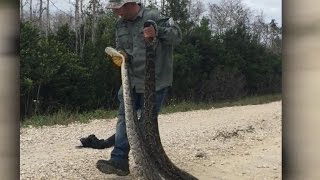 On the hunt to get rid of Floridas invasive pythons [upl. by Aldwin]