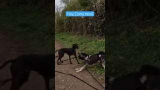 Dog Drama Defused With Owner Wisdom Reactivity To Calm dog dogtraining doglover offleashlife [upl. by Osrick]