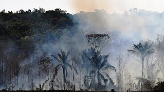 Déforestation en Amazonie  2020 la pire année depuis 12 ans [upl. by Matelda561]