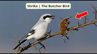 Shrike  The Butcher Bird [upl. by Wittie]