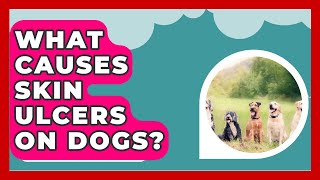 What Causes Skin Ulcers On Dogs  PetGuide360com [upl. by Harp340]