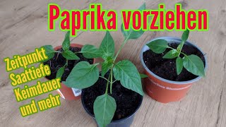 Paprika anbauen Aussäen und pikieren Vorziehen von Paprika Pflanzen Anzucht [upl. by Glendon]