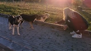 Sokak Hayvanları DEĞİL Sokak Haycanları🐶 Onlara Zarar Verenler Hayvan [upl. by Silrac]