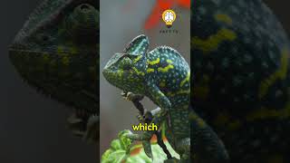 Chameleons Color Change How Do They Do It chameleon colors animalbehavior animal reptiles [upl. by Gitlow]