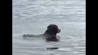 Bernese Mountain Dog cant swim [upl. by Hemingway492]