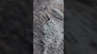 Atlantic Puffin Flight icelandtravel discovericeland puffins iceland icelandphotography [upl. by Laddie]