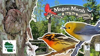 Discover the Magic of Magee Marsh Americas Premier Birding Destination [upl. by Heywood]