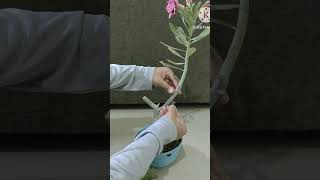 Adenium pruning tips adenium plants rose shorts viralvideo youtube music song garden fish [upl. by Vidal740]