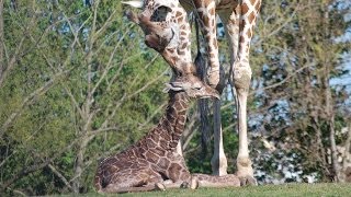 Reticulated Giraffe Birth [upl. by Joses]