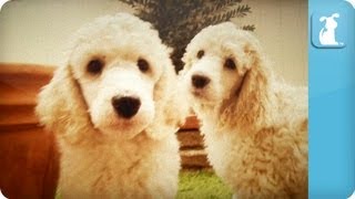 Poodle Puppies  Puppy Love [upl. by Gnuhn]