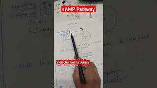 cyclic amp pathway gpcr signal transduction shots [upl. by Victory82]