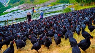 How Chinese Raising Millions of Black Chicken For Eggs and Meat  Black Chicken Farming Technique [upl. by Hahcim]