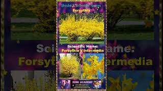 Forsythia forsythia 🍀🍀🍀plants shorts shortsfeed shortvideos shrubs video ytshorts [upl. by Joslyn282]