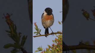 Stonechat Calling shorts [upl. by Stillas]