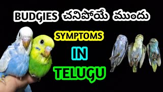 budgies చనిపోయే ముందు symptoms in telugu Ganeshworldkakinada [upl. by Ilek]