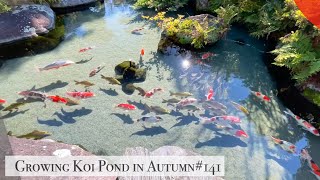 Growing Koi Pond in AutumnIsawa Yamanashi [upl. by Vanhook]