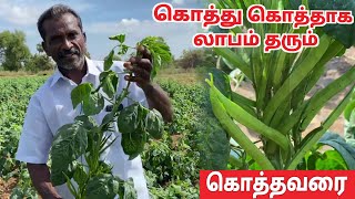 கொத்தவரங்காய் சாகுபடி  kothavarangai chedi valarpu in tamil  Cluster beans cultivation in tamil [upl. by Aliemaj]