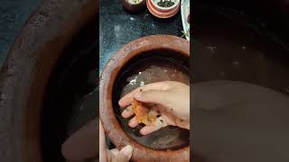 Tomato Rasam ರಸಂ rasam minugukannadavlogs tomatorasam food indianfood recipe [upl. by Atinna]