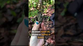 Whitetipped Sicklebill 🐦🌿🏔️ shorts short birds youtubeshorts [upl. by Greabe]