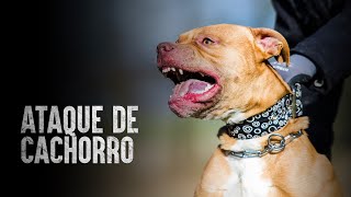 Como sobreviver a um ataque de cachorro [upl. by Iru]