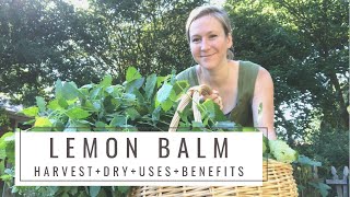 How to Harvest Lemon Balm  Tying Bundles for Drying  Tea  Uses  Recipes  Medicinal Benefits [upl. by Lulita70]