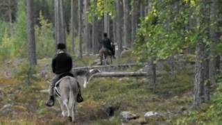 Trail riding on the donkeys [upl. by Entsirhc541]