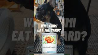 Will Chimi Eat The Card BuddyBuddy Poffin 🥐 pokemon pokemoncards pokemontcg frenchbulldog [upl. by Wojcik514]