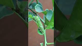 Caterpillars on the kaffir lime tree🐛🐛🌲🌲 [upl. by Dari]