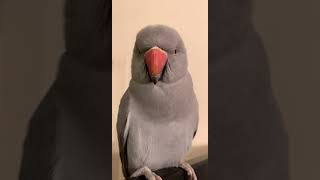 Female Indian Ringneck “Scrambles” making cute noises and giving lots of kisses [upl. by Fabozzi]