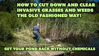 How to Cut Tall Weeds and Invasive Pond Grasses the OLD way with a Scythe Phragmites australis [upl. by Glynnis65]