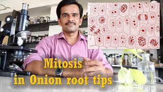 Mitosis in Onion Root Tip │12th class biology │11th class biology │Compound microscope  Practical [upl. by Aicnorev]