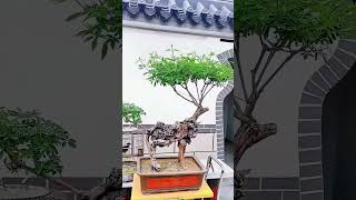 The Science Behind Chinese Bonsai Tree Microclimate Management for Optimal Growth Temperature [upl. by Ephrayim455]