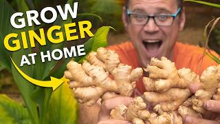 Ginger Masterclass Plant Once Harvest Forever [upl. by Sigismond232]