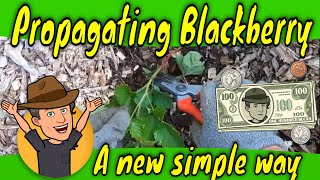 🌿GROWING BLACKBERRIES IN CONTAINERS 🌝 The Ultimate Guide 🌱Planting ⛏ [upl. by Silma423]