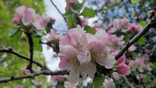 Apple Blossom Marlynes UK Vlog [upl. by Ogg]