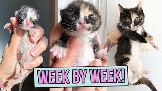 Learn How Baby Kittens Grow 08 Weeks [upl. by Datnow]