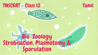 BioZoology  Class12  TNSCERT  Strobilation Plasmotomy amp Sporulation  Tamil [upl. by Aihsiek]