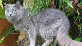 Animal Planet  Cats 101  Nebelung [upl. by Price]