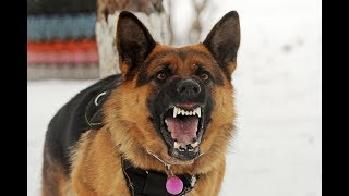 Angry German Shepherd Barking on Cows [upl. by Nyral677]