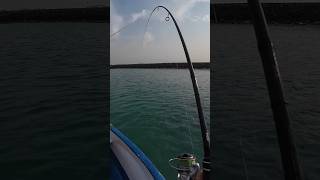 Subscribe for more…ultralight fishing fishing angler uae [upl. by Yrevi]