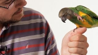 How to Teach Your Parrot to Talk  Parrot Training [upl. by Akela]