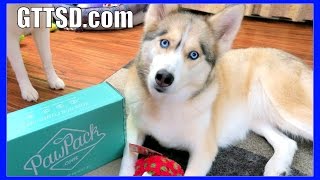 HUSKY TREATS and TOOTH GAME  PawPack UnBoxing 37 [upl. by Naomi938]