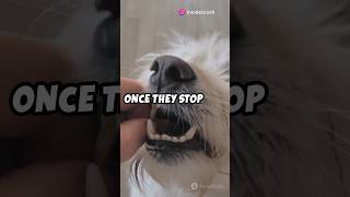 Stop Mouthing and Nipping 🛑 dogproblems dogtraining puppy [upl. by Doralynne]