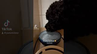 🐩 Lucky hat Durst 🥰shorts viral youtubeshorts short shortvideo shortsvideo video tiktok [upl. by Oicaroh555]