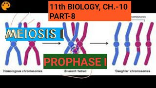 Class 11 biology Ch10Part8Meiosis IProphase IStudy with Farru [upl. by Letty507]