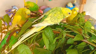 🌿 🦜Discover the wonders of Neem Leaves for Your Budgies 🐦 [upl. by Sibie]